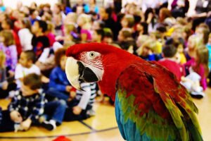 What are the benefits of school assemblies?